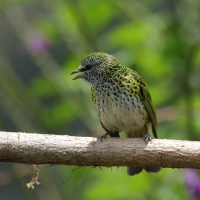 Tangarka plamista - Spotted Tanager