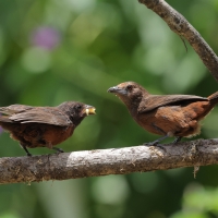 Tapiranga ciemna - Silver-beaked Tanager