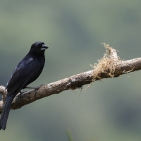 Żałobnik czarny - White-lined Tanager
