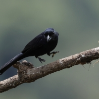 Żałobnik czarny - White-lined Tanager