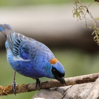 Tangarka błękitna - Golden-naped Tanager