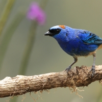 Tangarka błękitna - Golden-naped Tanager