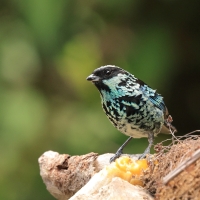 Tangarka berylowa - Beryl-spangled Tanager