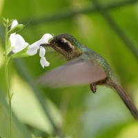 Płowik - Speckled Hummingbird