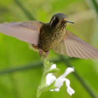 Płowik - Speckled Hummingbird