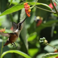 Płowik - Speckled Hummingbird