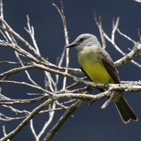 Tyran melancholijny - Tropical Kingbird