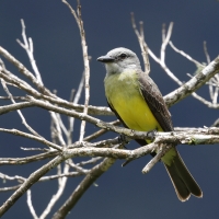 Tyran melancholijny - Tropical Kingbird