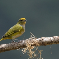 Organka złotoczelna - Orange-bellied Euphonia