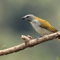 Ziarnołusk płowogardły - Buff-throated Saltator