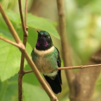 Lordzik purpurowogardły - Amethyst-throated Sunangel