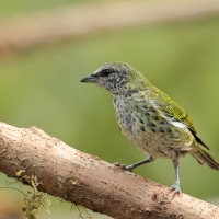 Tangarka plamista, Ixothraupis punctata, Spotted Tanager