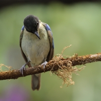 Złotoszyjnik - Golden-collared Honeycreeper