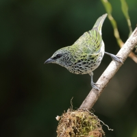Tangarka plamista - Spotted Tanager