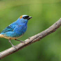 Tangarka błękitna - Golden-naped Tanager
