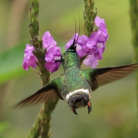 Kolcosterek czubaty - Wire-crested Thorntail