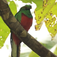 Kwezal czubaty, Pharomachrus antisianus , Crested Quetzal
