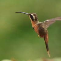 Pustelnik rdzawobrzuchy - Reddish Hermit