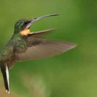 Pustelnik jasnosterny - Pale-tailed Barbthroat