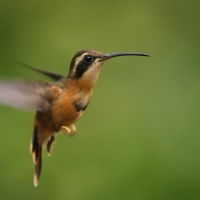 Pustelnik rdzawobrzuchy - Reddish Hermit