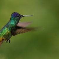 Złotogonek - Golden-tailed Sapphire