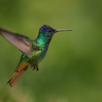 Złotogonek - Golden-tailed Sapphire