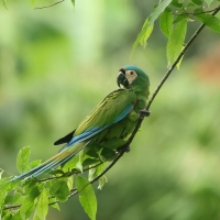 Ara kasztanowoczelna, Ara severus, Chestnut-fronted Macaw