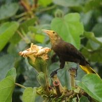 Kacykowiec rdzawy - Russet-backed Oropendola