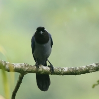 Modrowronka hiacyntowa - Violaceous Jay
