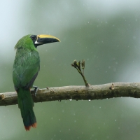 Pieprzojad szmaragdowy, Aulacorhynchus prasinus, Emerald Toucanet