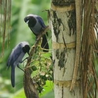 Modrowronka hiacyntowa, Cyanocorax violaceus, Violaceous Jay