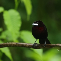 Tapiranga ciemna - Silver-beaked Tanager