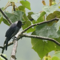 Modrowronka hiacyntowa - Violaceous Jay