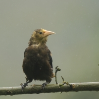 Kacykowiec rdzawy - Russet-backed Oropendola