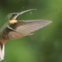 Pustelnik jasnosterny - Pale-tailed Barbthroat