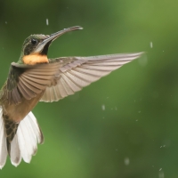 Pustelnik jasnosterny - Pale-tailed Barbthroat