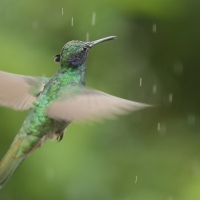 Uszatek niebieskobrzuchy - Sparkling Violet-ear