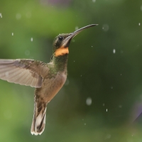 Pustelnik jasnosterny - Pale-tailed Barbthroat