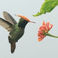 Sylfik rdzawoczuby - Rufous-crested Coquette