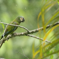 Ara kasztanowoczelna - Chestnut-fronted Macaw