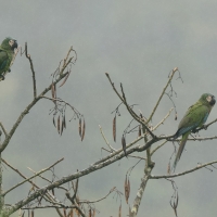 Ara kasztanowoczelna - Chestnut-fronted Macaw