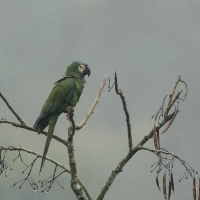 Ara kasztanowoczelna - Chestnut-fronted Macaw