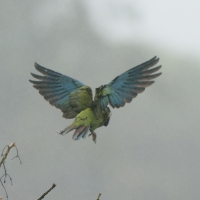 Ara kasztanowoczelna - Chestnut-fronted Macaw