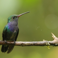 Szafirek mleczny, Chionomesa lactea, Sapphire-spangled Emerald