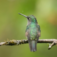 Szafirek mleczny - Sapphire-spangled Emerald