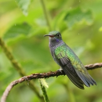 Szafirek mleczny - Sapphire-spangled Emerald