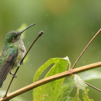 Kwiatowczyk - Many-spotted Hummingbird