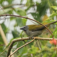 Ziarnołusk płowogardły - Buff-throated Saltator