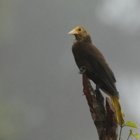 Kacykowiec rdzawy - Russet-backed Oropendola