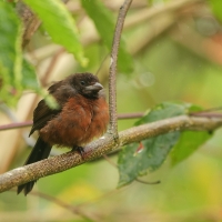 Tapiranga ciemna - Silver-beaked Tanager